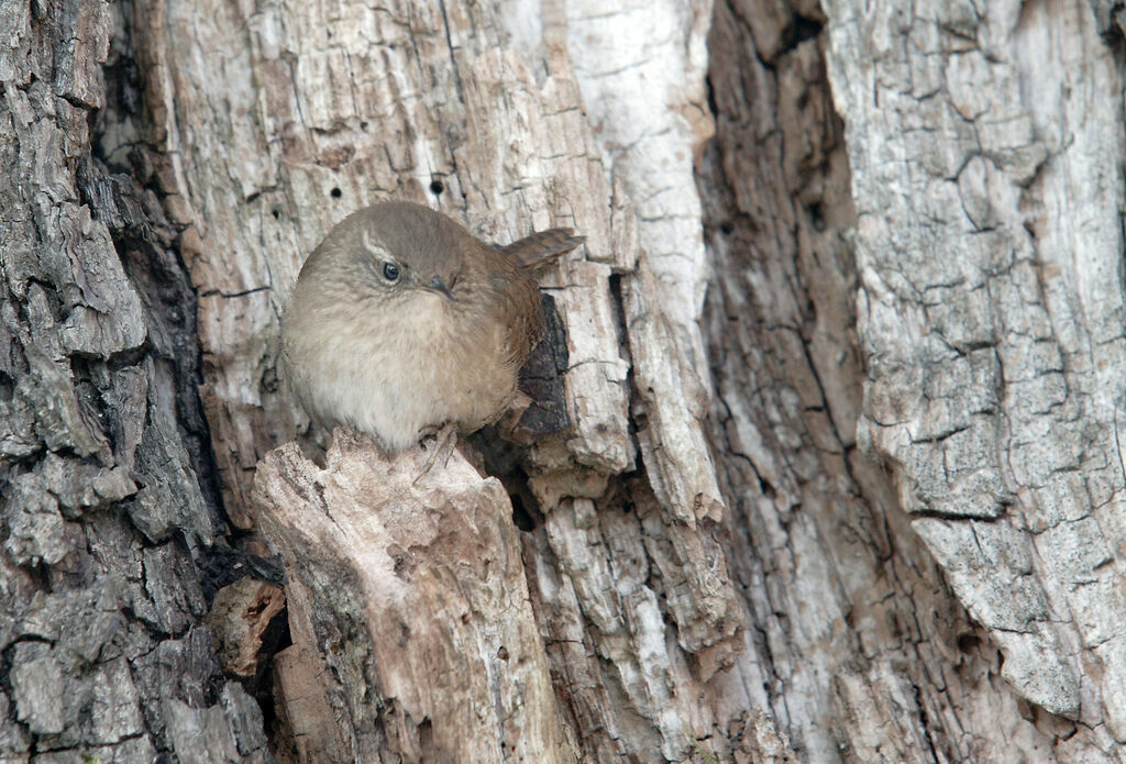 Eurasian Wren