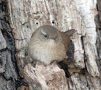 Eurasian Wren