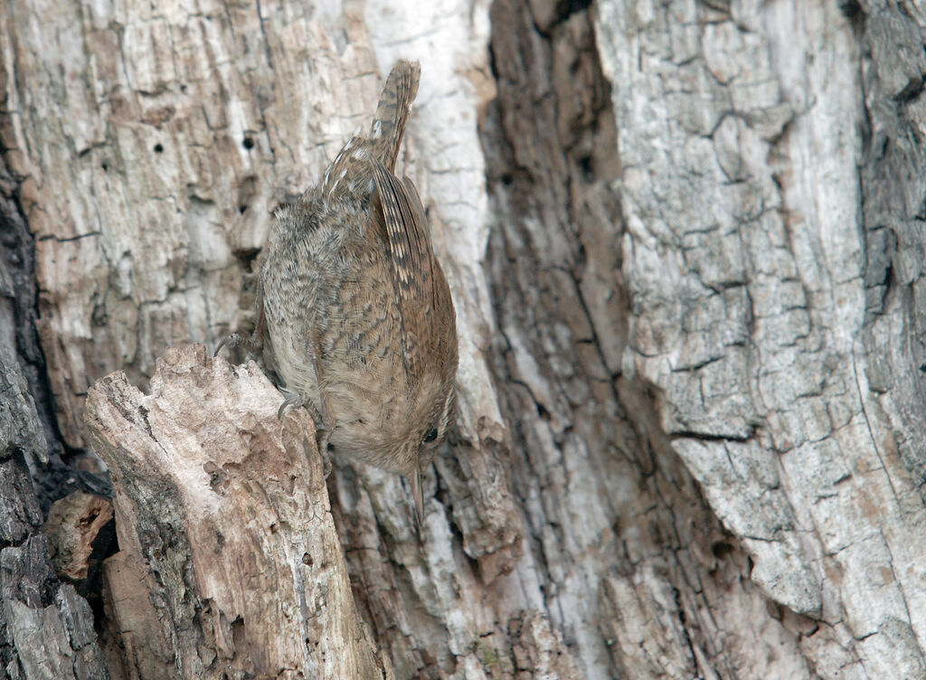 Eurasian Wren