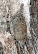 Eurasian Wren