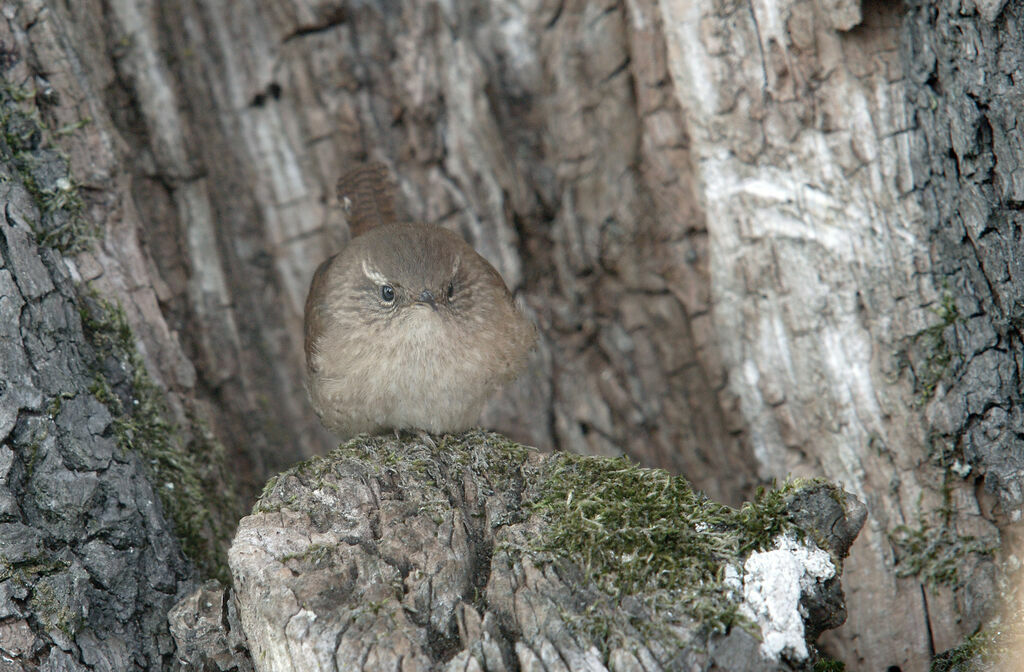 Troglodyte mignon