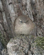 Eurasian Wren