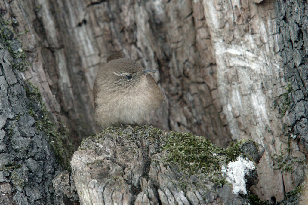 Troglodyte mignon