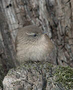 Eurasian Wren