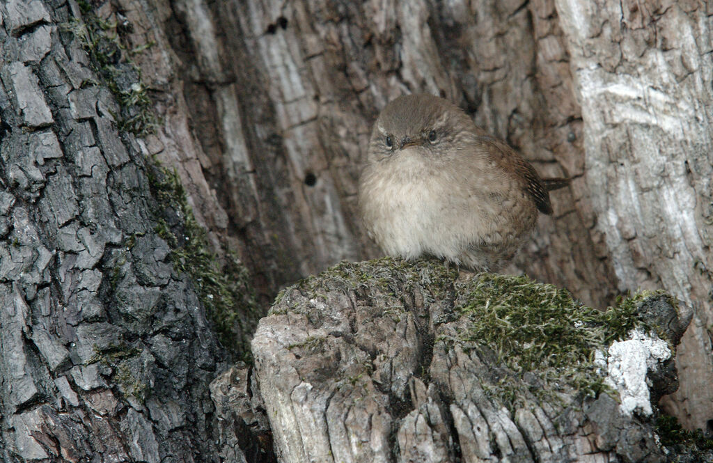 Troglodyte mignon