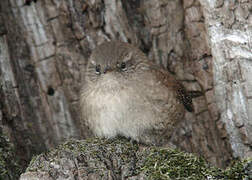 Eurasian Wren