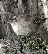 Eurasian Wren