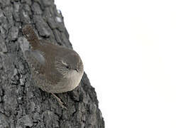 Eurasian Wren