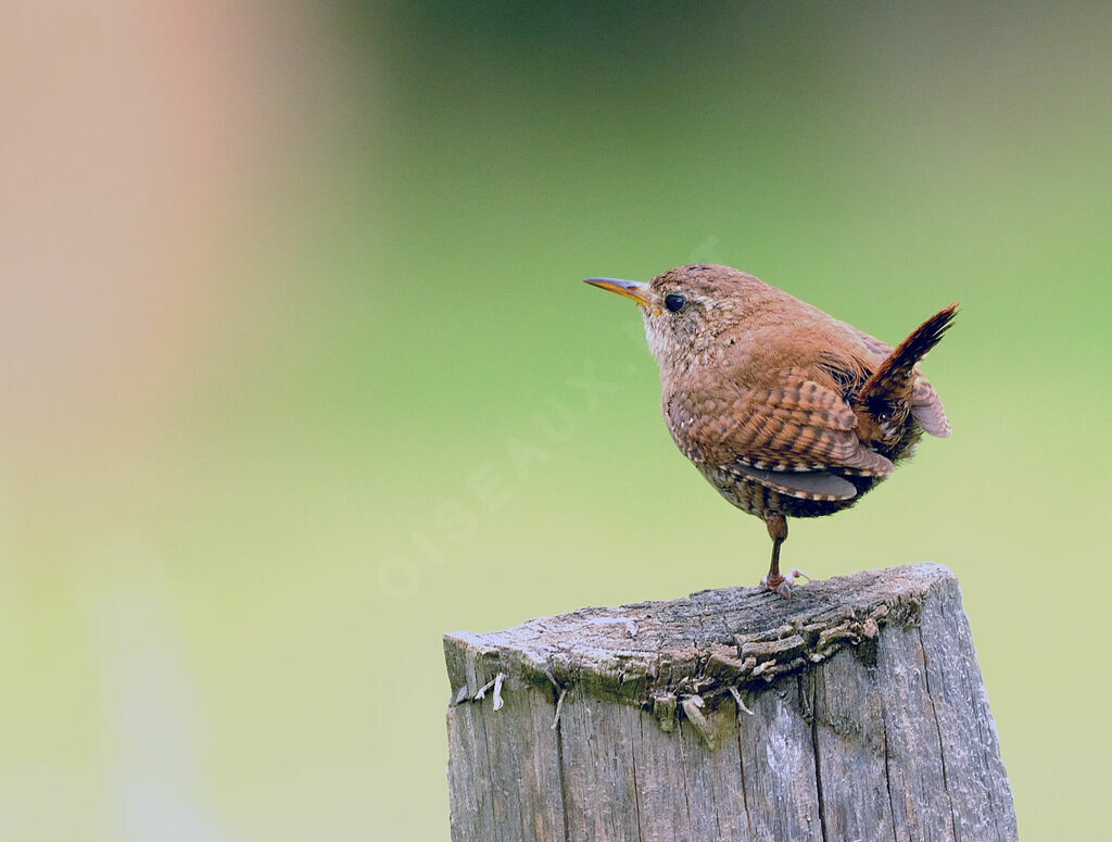 Eurasian Wrenadult breeding