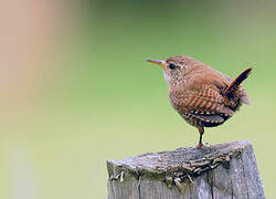 Eurasian Wren