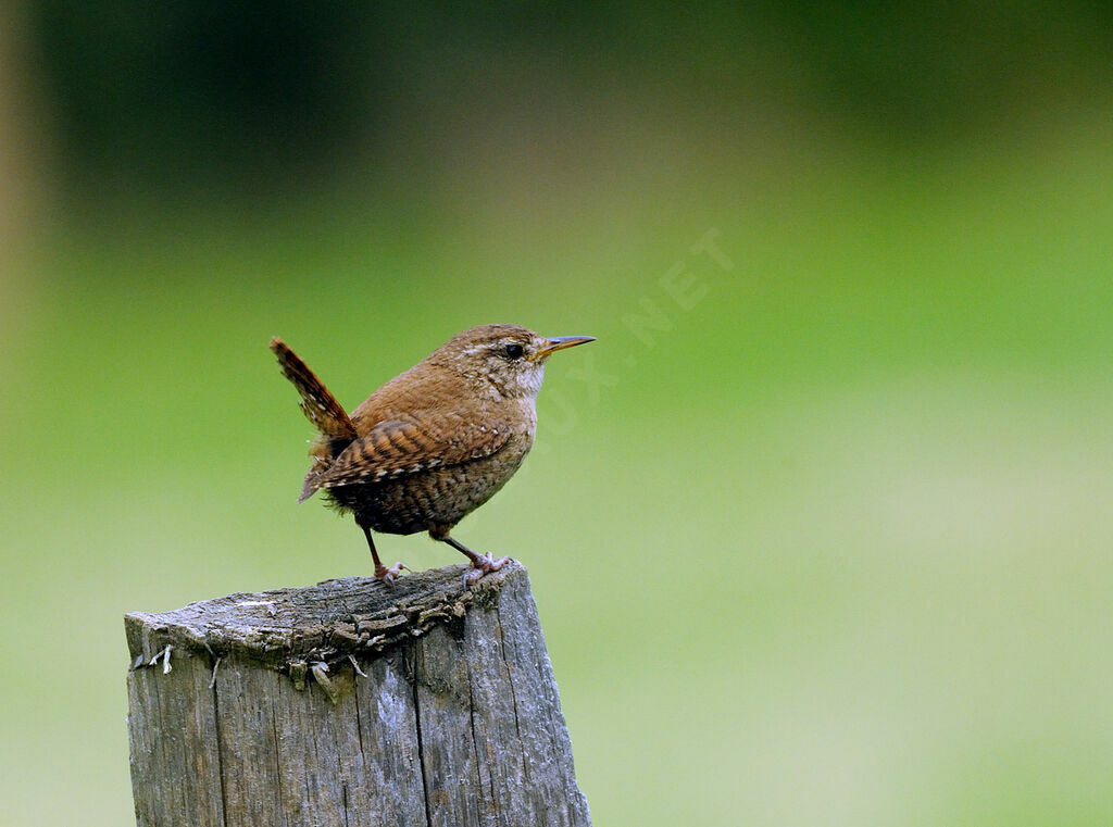 Eurasian Wrenadult breeding