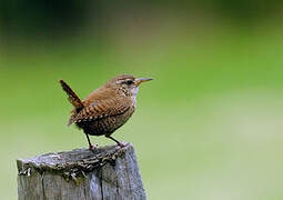 Eurasian Wren