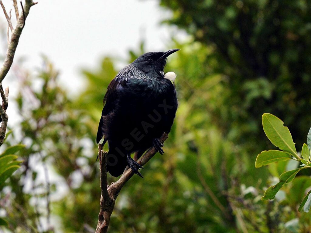 Tui