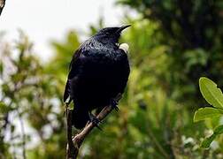 Tui