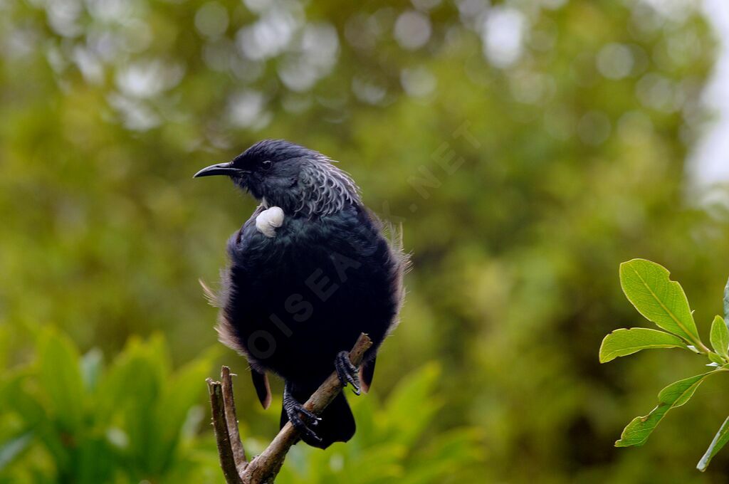 Tui