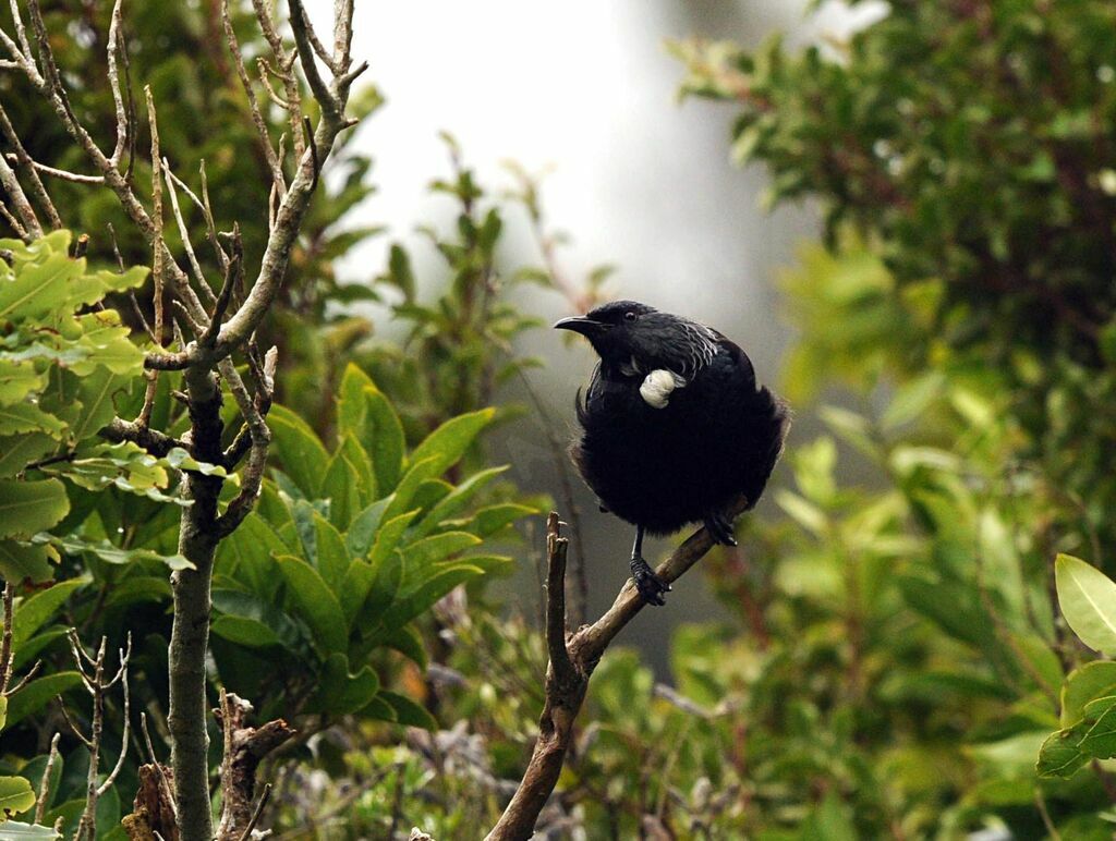 Tui