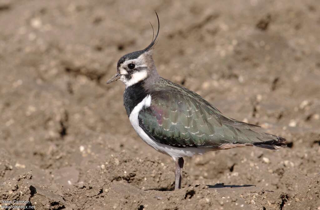 Northern Lapwing female adult post breeding, identification