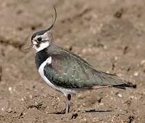 Northern Lapwing