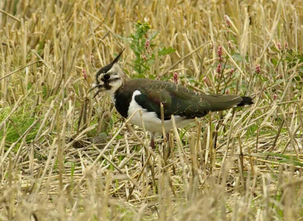 Northern Lapwing