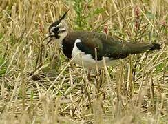 Northern Lapwing