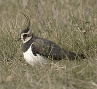 Northern Lapwing