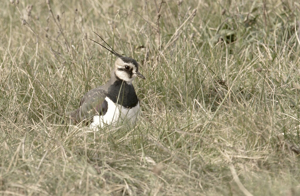 Northern Lapwing