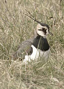 Northern Lapwing