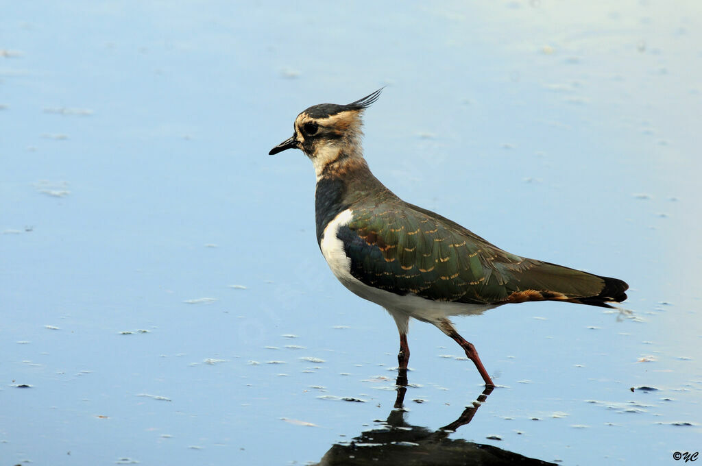 Northern Lapwing