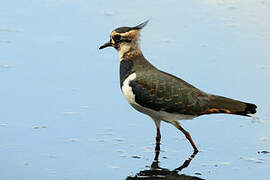 Northern Lapwing