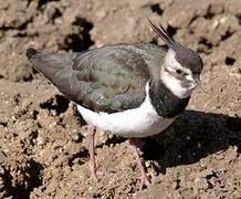 Northern Lapwing