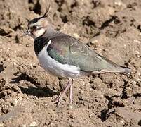 Northern Lapwing