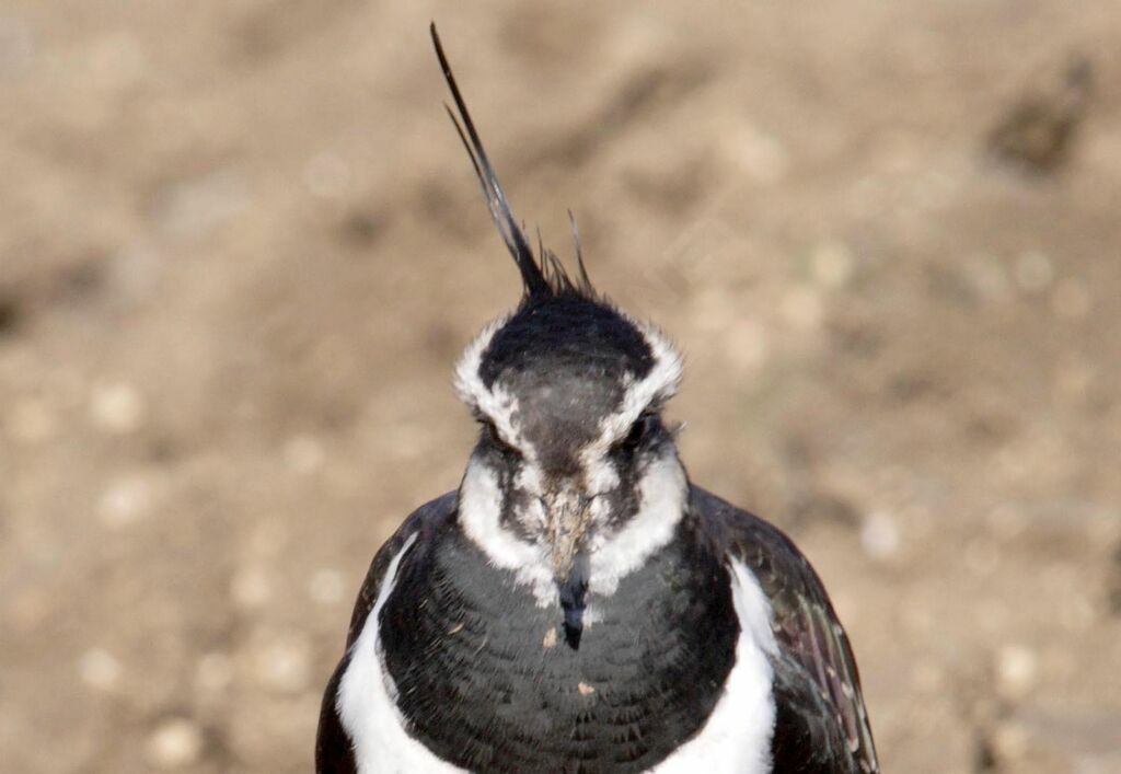 Northern Lapwing