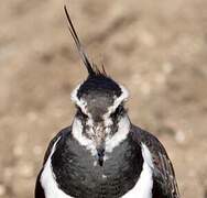 Northern Lapwing