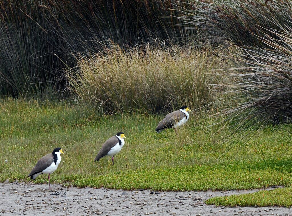 Masked Lapwing