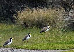 Masked Lapwing