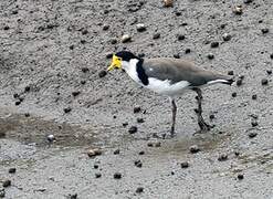 Masked Lapwing