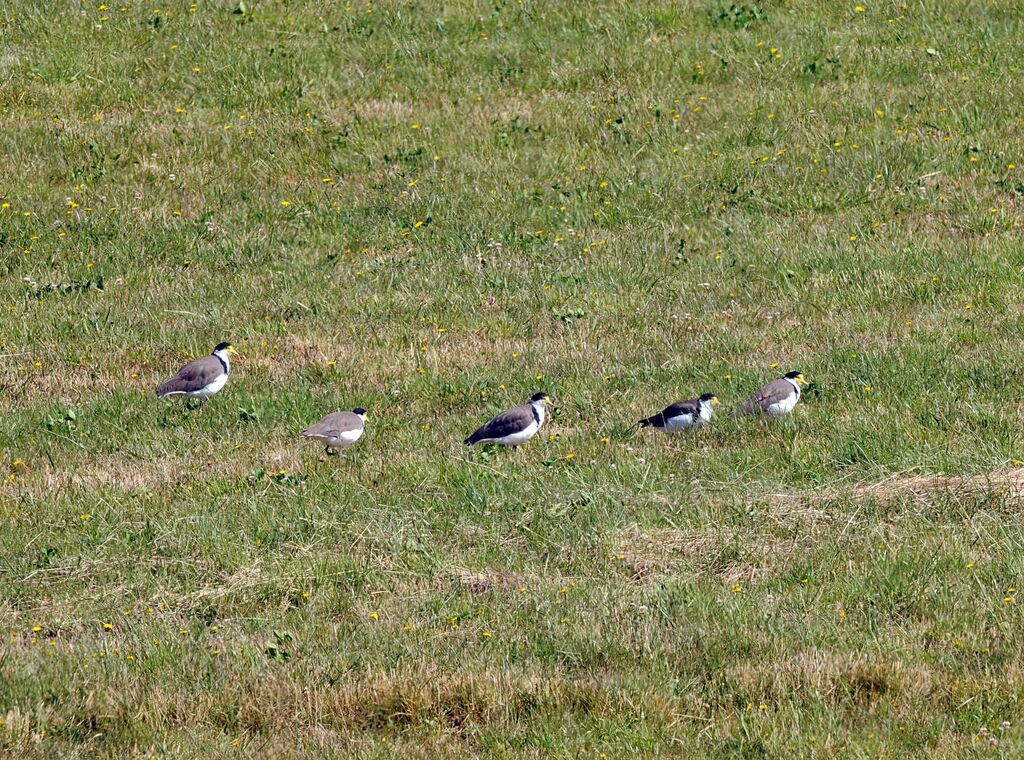 Masked Lapwing