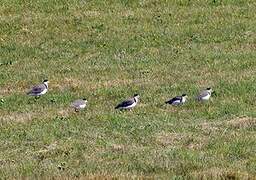 Masked Lapwing