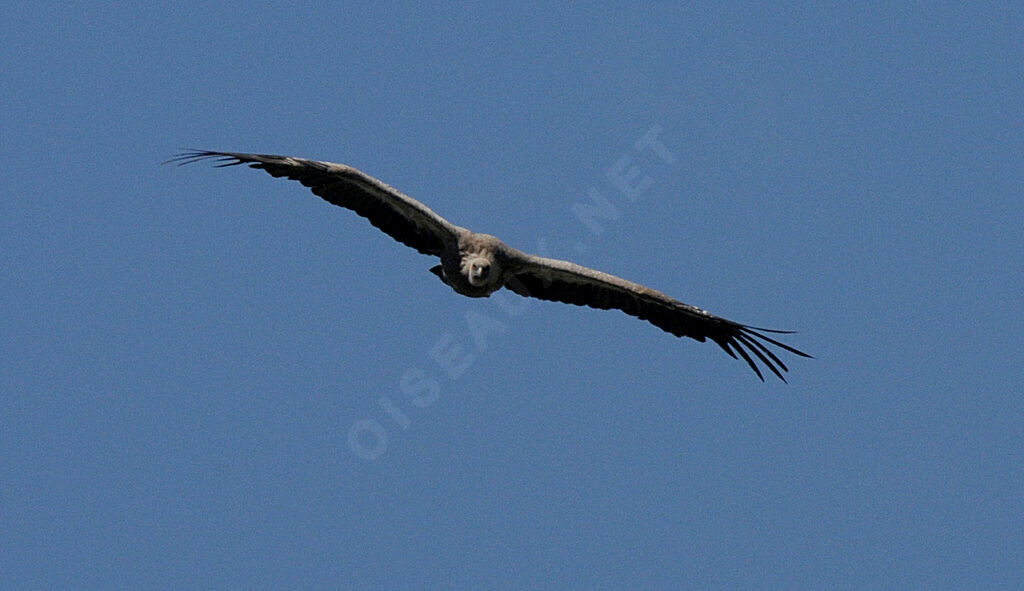 Vautour fauve