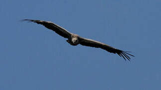 Griffon Vulture