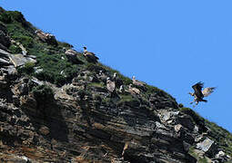 Griffon Vulture