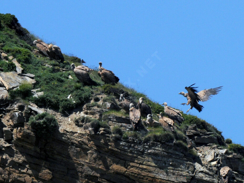 Vautour fauve