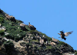 Griffon Vulture