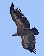 Griffon Vulture