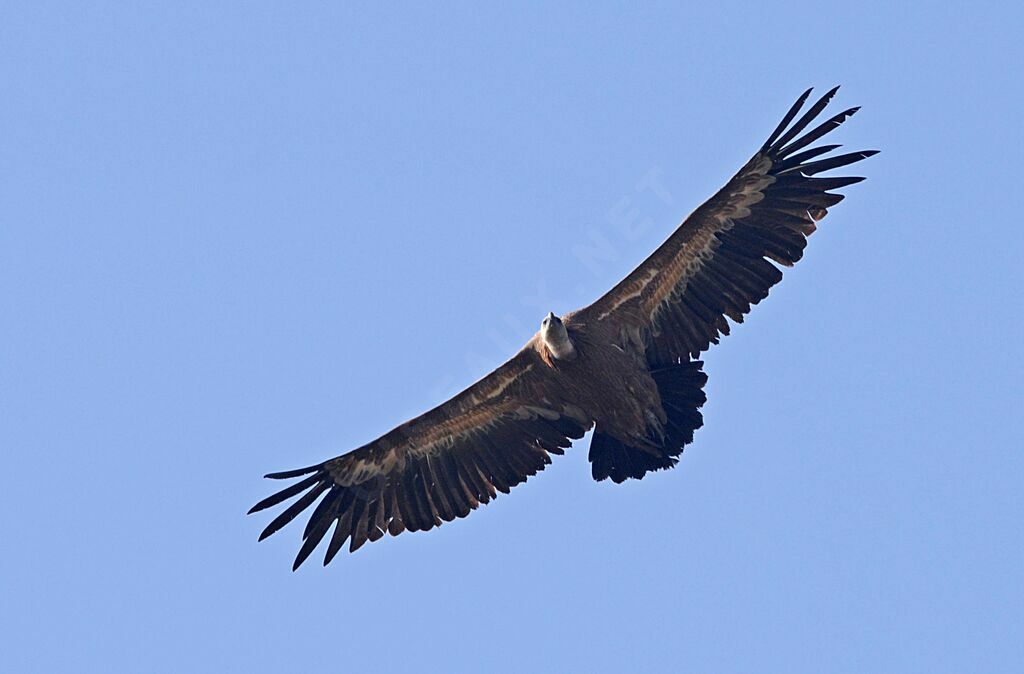 Griffon Vulture