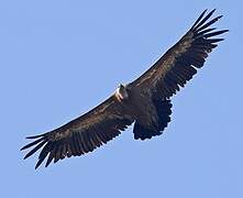 Griffon Vulture