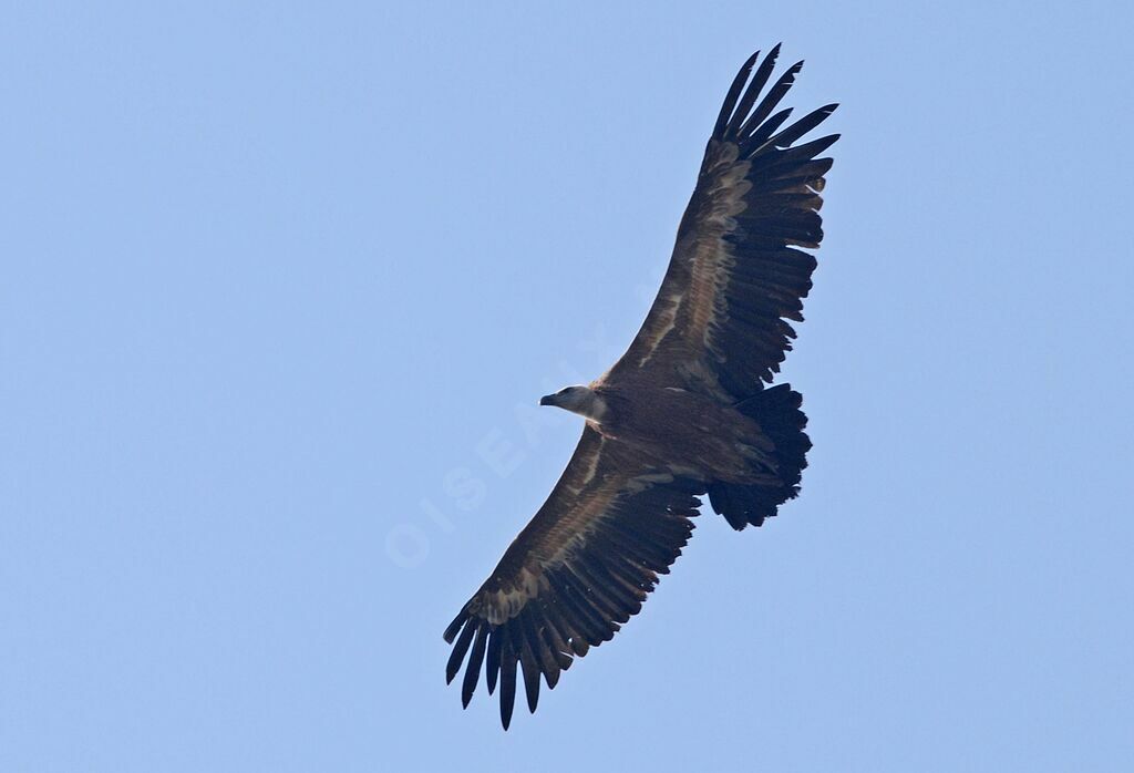 Griffon Vulture