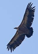 Griffon Vulture