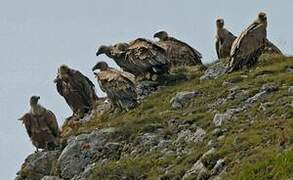 Griffon Vulture