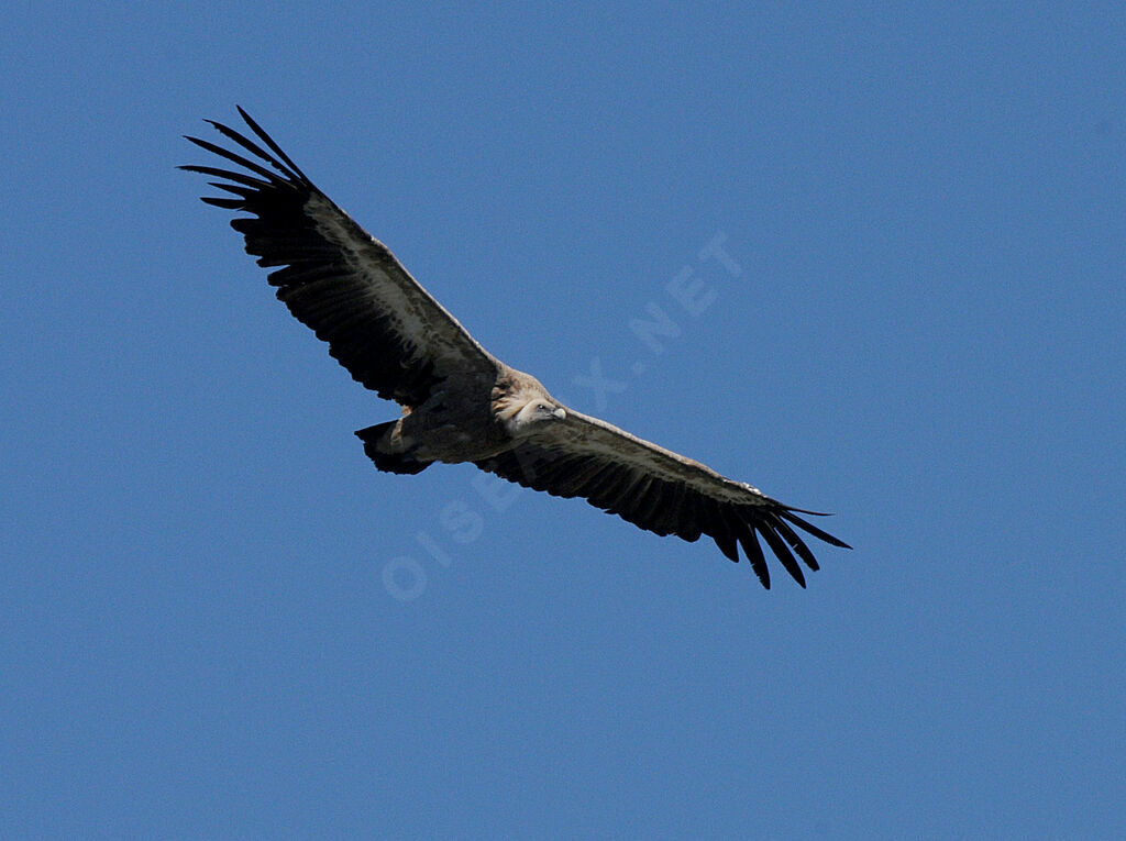 Griffon Vulture